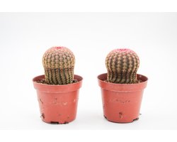 Ikhebeencactus | Set van 2 stuks | Echinocereus Pectinatus Rubispinus | Rainbow cactus | ⌀ 8.5 cm - 12cm
