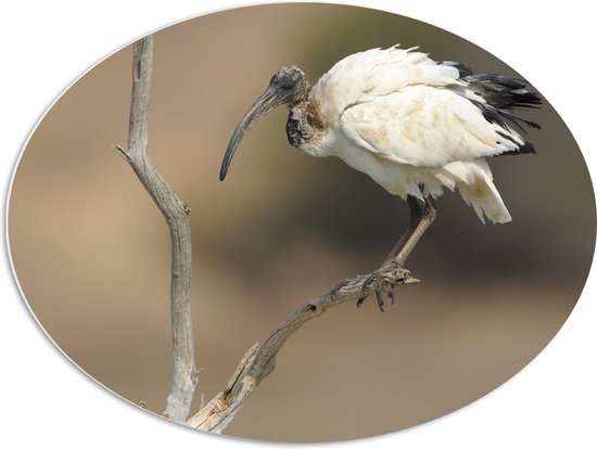 PVC Schuimplaat Ovaal - Zwart met Witte Ibis Vogel Zittend op Smalle Tak - 80x60 cm Foto op Ovaal (Met Ophangsysteem)