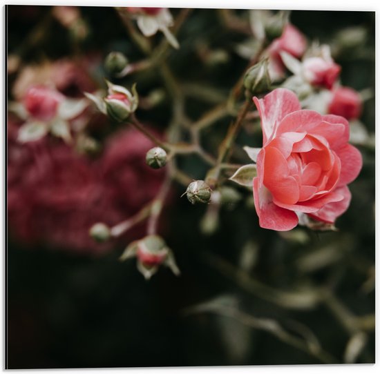 Dibond - Roze Roos in Natuur - 50x50 cm Foto op Aluminium (Wanddecoratie van metaal)