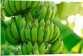 PVC Schuimplaat - Trossen Groene Bananen aan Bananenboom - 120x80 cm Foto op PVC Schuimplaat (Met Ophangsysteem)