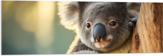 Acrylglas - Aandoenlijke Koala van Achter Boom - 120x40 cm Foto op Acrylglas (Wanddecoratie op Acrylaat)