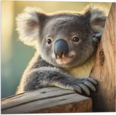 Vlag - Aandoenlijke Koala van Achter Boom - 50x50 cm Foto op Polyester Vlag
