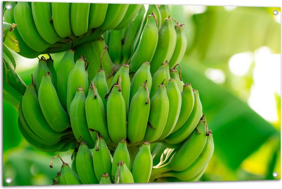 Tuinposter – Trossen Groene Bananen aan Bananenboom - 105x70 cm Foto op Tuinposter (wanddecoratie voor buiten en binnen)