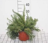 Rosmarinus officinalis Prostratus Group - Rozemarijn, Kruiprozemarijn 20 - 30 cm in pot