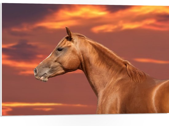 PVC Schuimplaat- Zijaanzicht van Glanzend Bruin Paard onder Oranje Gloed in de Lucht - 75x50 cm Foto op PVC Schuimplaat