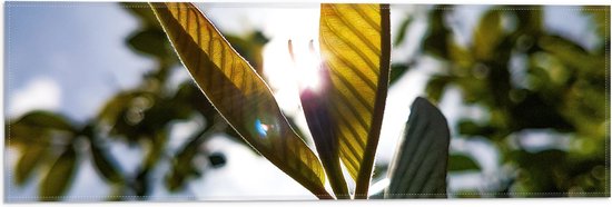 Vlag - Plant - Bladeren - Groen -Zon - 60x20 cm Foto op Polyester Vlag