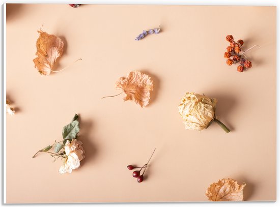 PVC Schuimplaat- Verschillende Soorten Gedroogde Bloemen tegen Beige Achtergrond - 40x30 cm Foto op PVC Schuimplaat