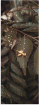 Poster Glanzend – Planten - Bladeren - Groen - Natuur - 20x60 cm Foto op Posterpapier met Glanzende Afwerking