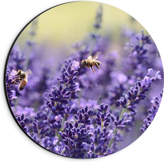 Dibond Muurcirkel - Close-up van Lavendel Bloemen in het Bloemenveld - 20x20 cm Foto op Aluminium Muurcirkel (met ophangsysteem)