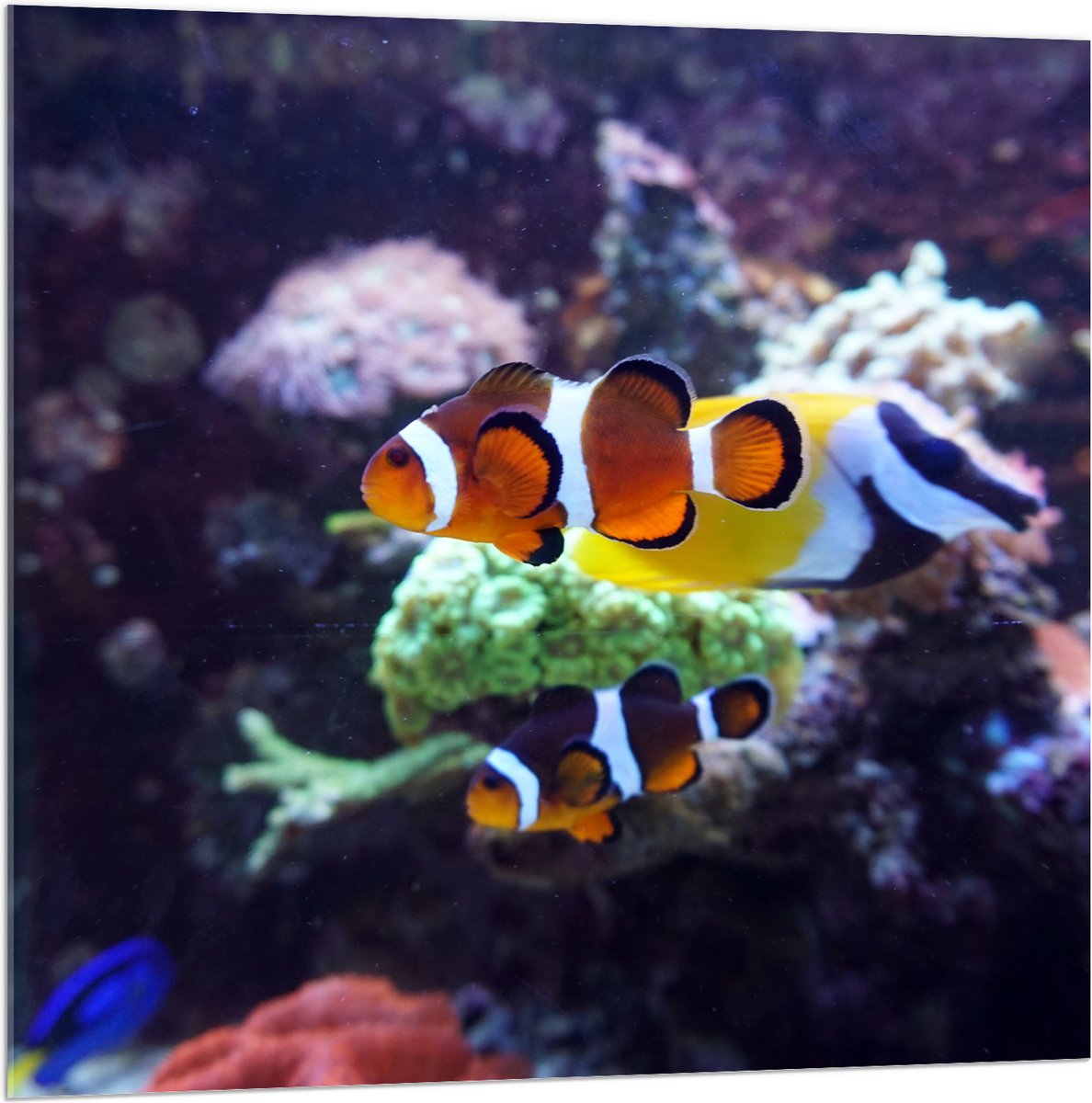 Acrylglas - Twee Anemoon Vissen Zwemmend door Aquarium - 100x100 cm Foto op Acrylglas (Met Ophangsysteem)