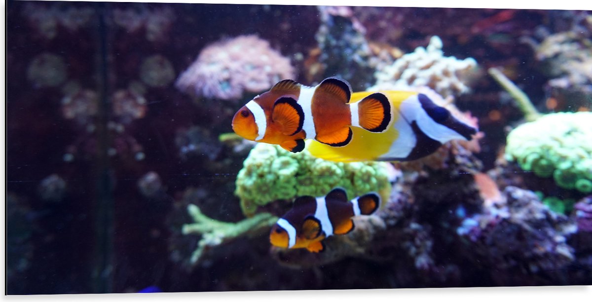 Dibond - Twee Anemoon Vissen Zwemmend door Aquarium - 100x50 cm Foto op Aluminium (Met Ophangsysteem)