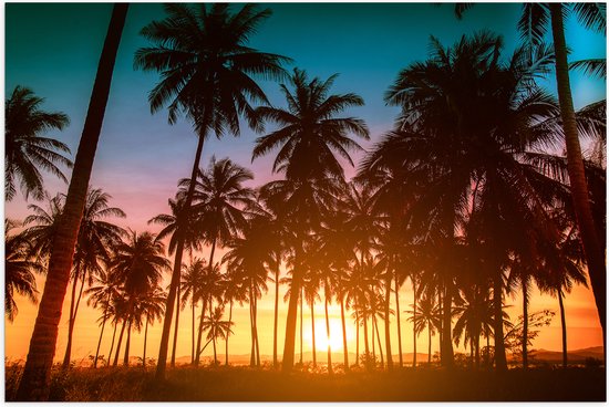Poster (Mat) - Silhouet van Vele Palmbomen tijdens Meerkleurige Zonsondergang - 75x50 cm Foto op Posterpapier met een Matte look