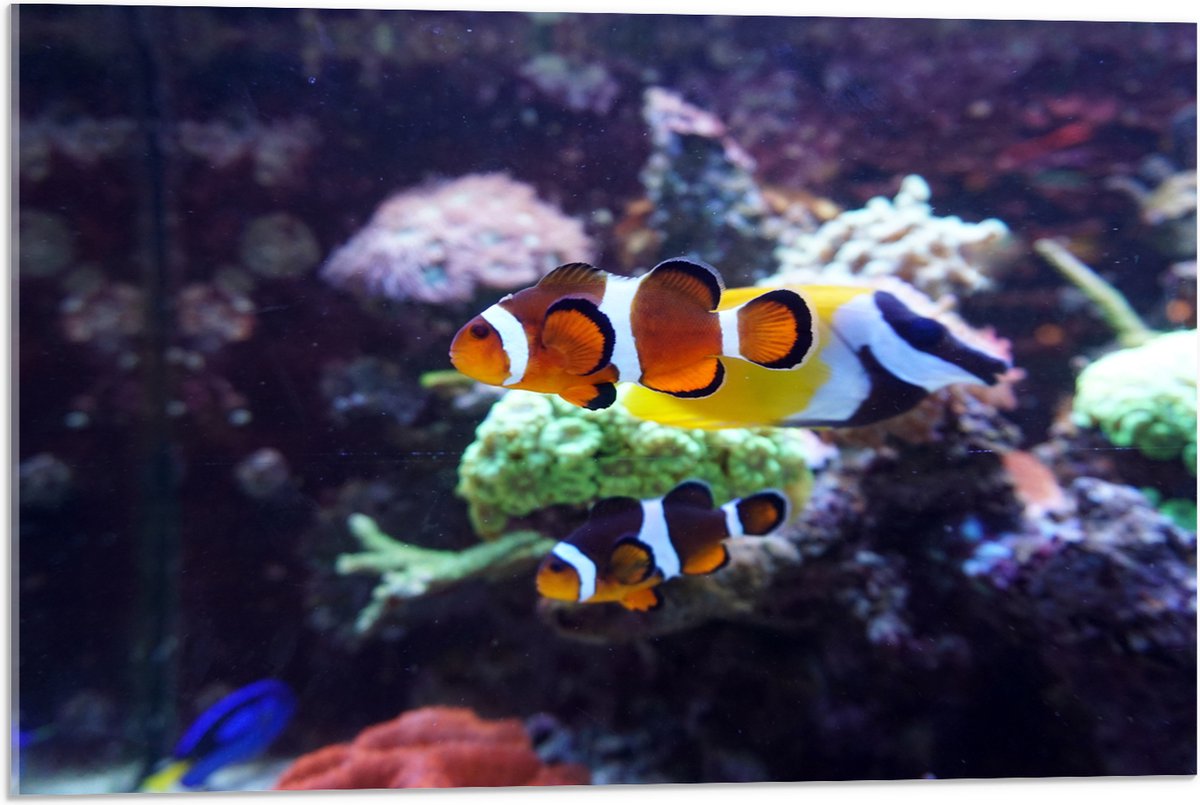Acrylglas - Twee Anemoon Vissen Zwemmend door Aquarium - 75x50 cm Foto op Acrylglas (Wanddecoratie op Acrylaat)
