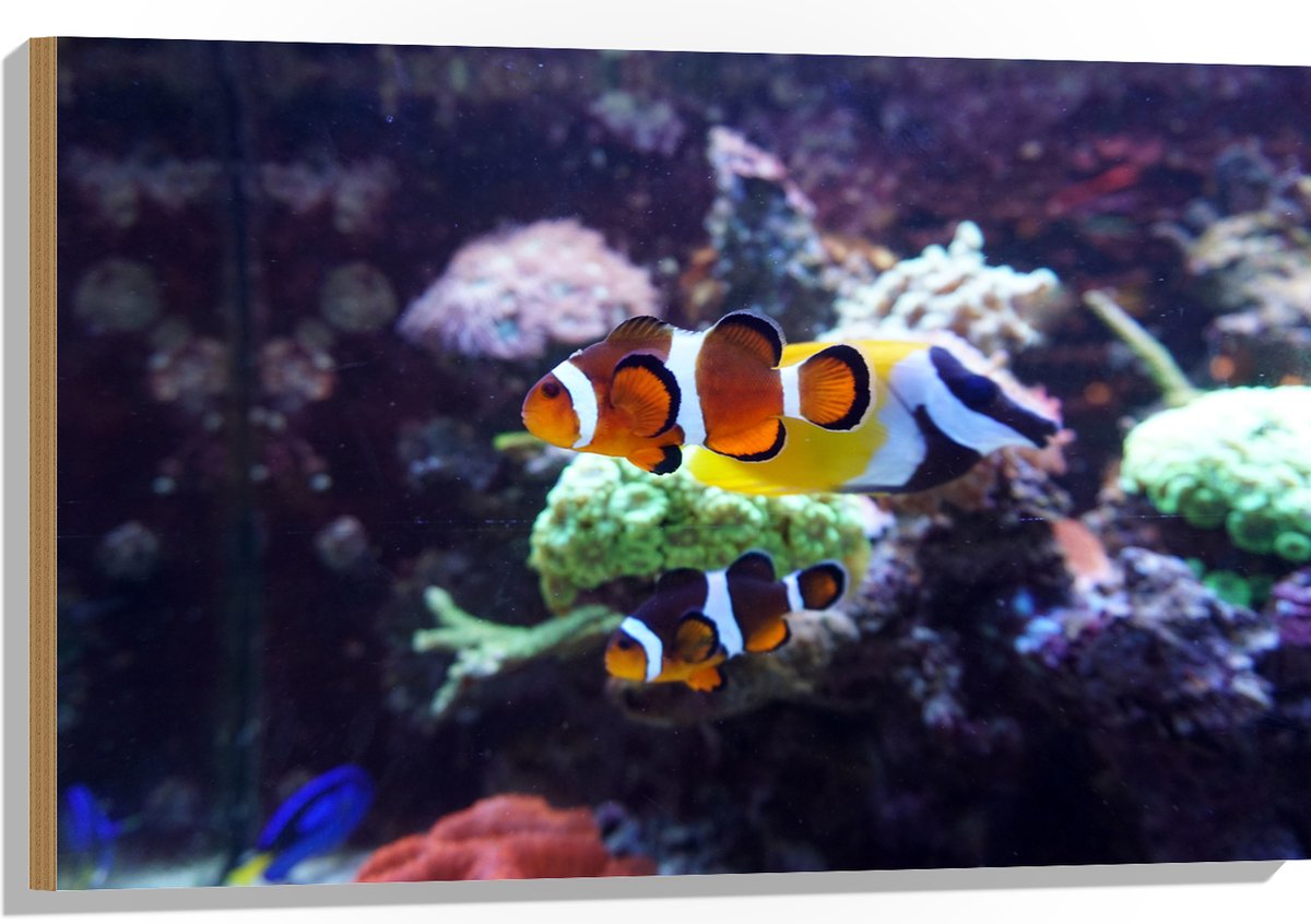 Hout - Twee Anemoon Vissen Zwemmend door Aquarium - 90x60 cm - 9 mm dik - Foto op Hout (Met Ophangsysteem)