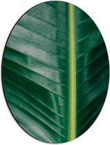 Dibond Ovaal - Planten - Bladeren - Natuur - Groen - 30x40 cm Foto op Ovaal (Met Ophangsysteem)