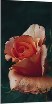 Vlag - Roos - Bloem - Natuur - Oranje - 50x100 cm Foto op Polyester Vlag