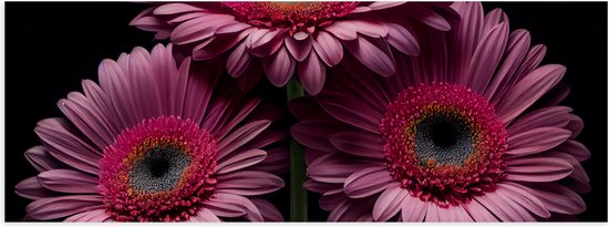 Poster Glanzend – Drie Roze Gerbera Bloemen op een Rij tegen Zwarte Achtergrond - 90x30 cm Foto op Posterpapier met Glanzende Afwerking