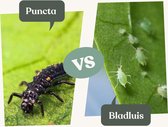 Combideal: gifvrije bestrijding van bladluizen met Puncta –Insect Heroes– 100 lieveheersbeestjeslarven voor max. 5 planten