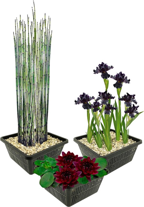 Waterplanten-app voor Oldambtmeer nu live