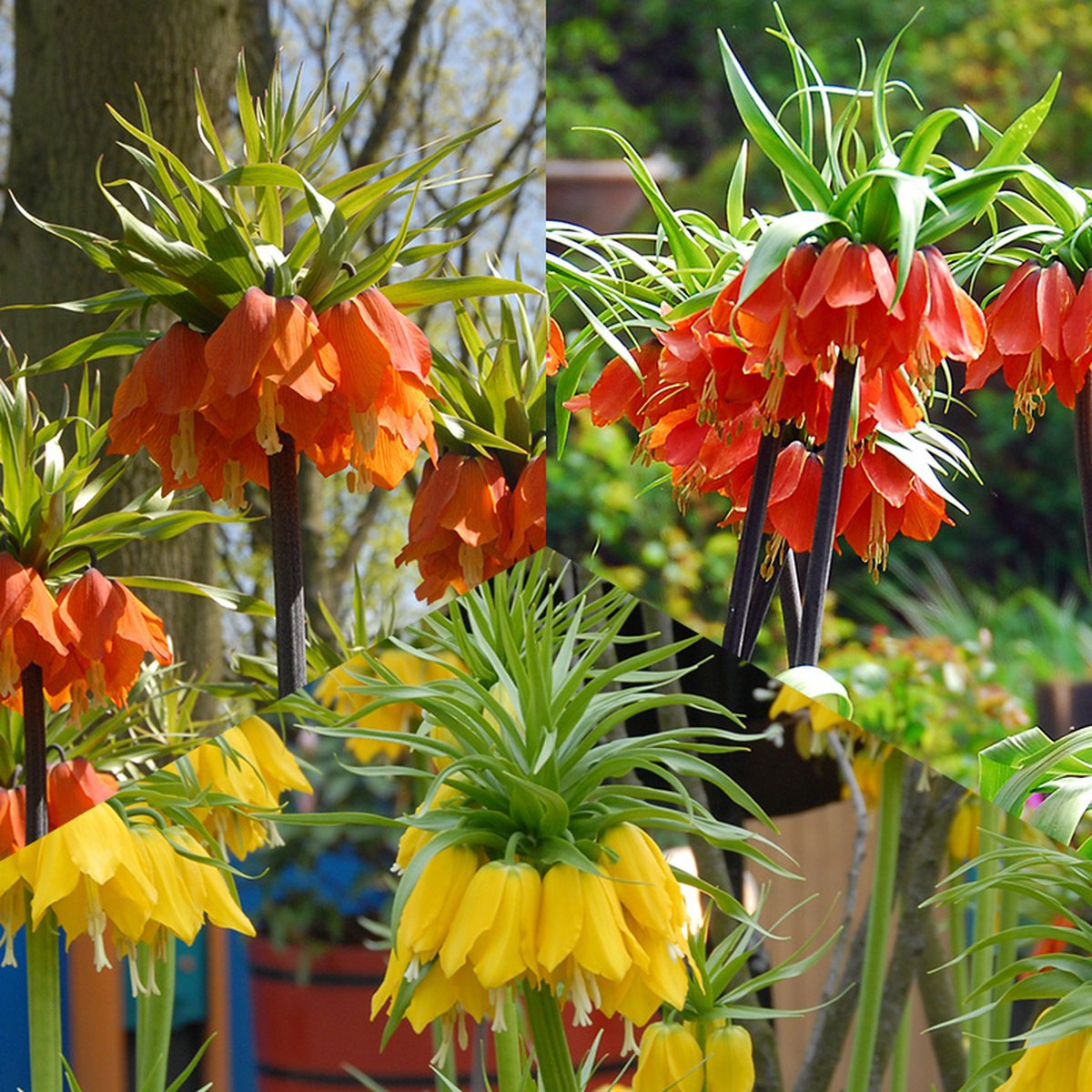 Keizerskroon Pakket | 3 stuks | Meerkleurig | Snijbloem