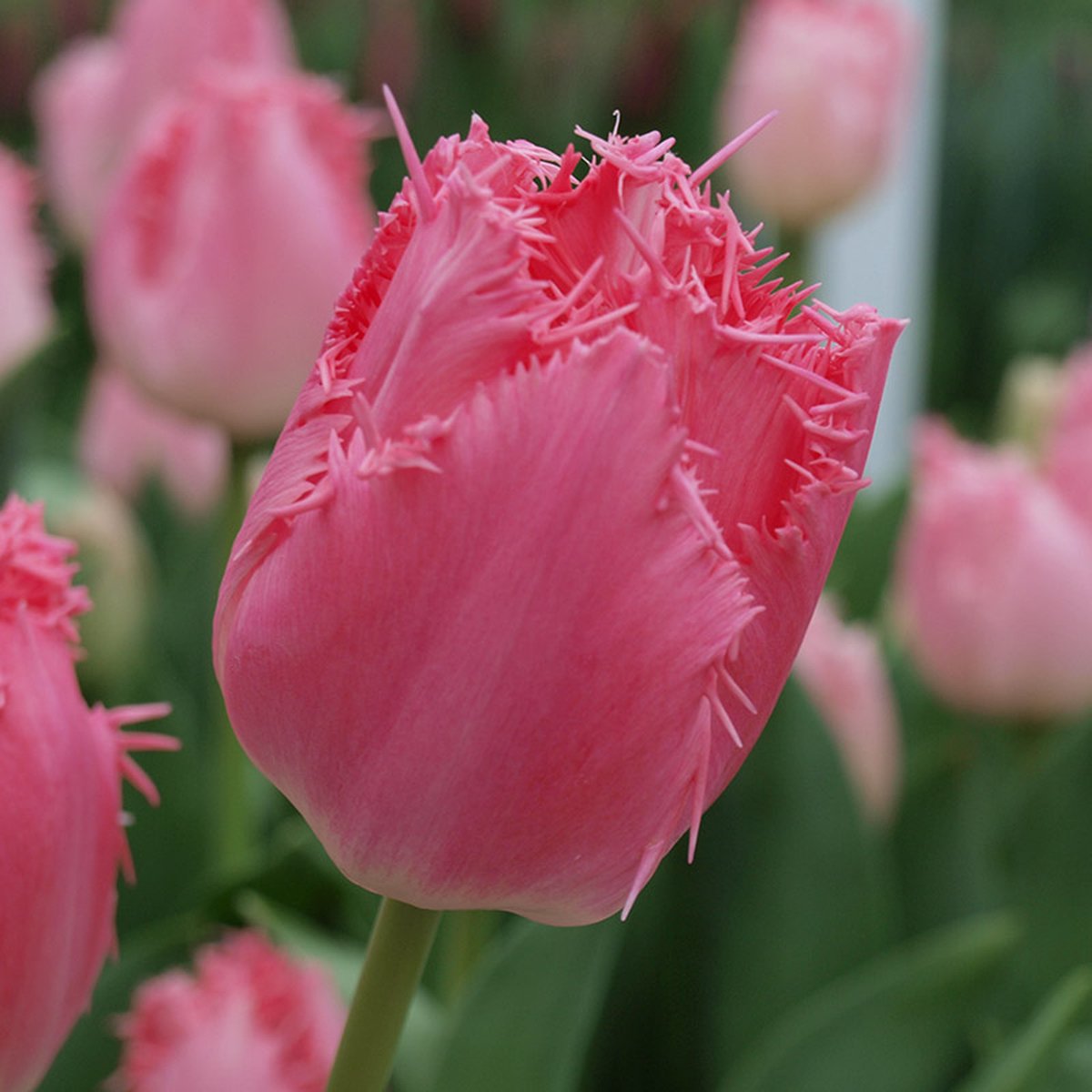 Tulp Cacharel® | 10 stuks | Gefranjerd | Roze | Tulpenbollen