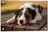 Tuinposter – Liggende Zwart met Witte Hond op Houten Picknicktafel - 60x40 cm Foto op Tuinposter (wanddecoratie voor buiten en binnen)