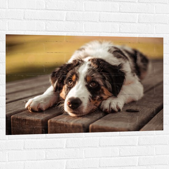 Muursticker - Liggende Zwart met Witte Hond op Houten Picknicktafel - 105x70 cm Foto op Muursticker