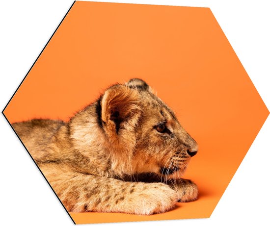 Dibond Hexagon - Liggende Leeuwenwelp tegen Oranje Achtergrond - 70x60.9 cm Foto op Hexagon (Met Ophangsysteem)