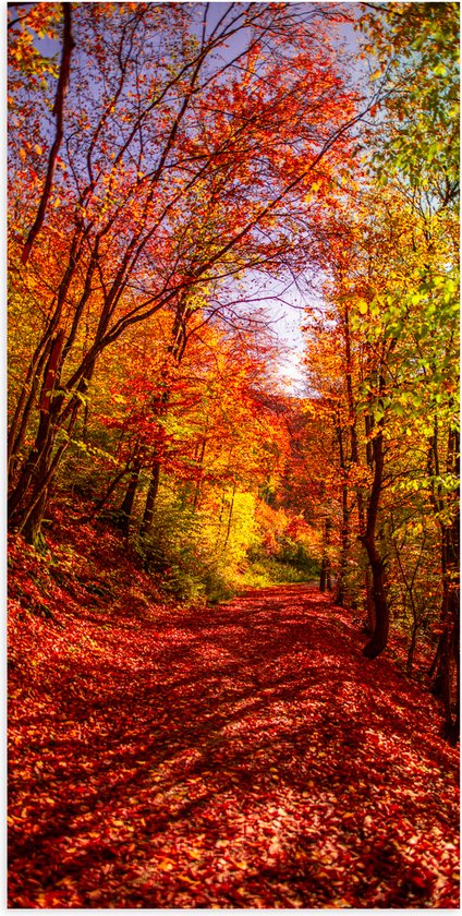 Poster (Mat) - Bospad Bedolven onder Rode Herfstbladeren in Herfstbos - 50x100 cm Foto op Posterpapier met een Matte look