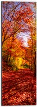 Dibond - Bospad Bedolven onder Rode Herfstbladeren in Herfstbos - 20x60 cm Foto op Aluminium (Met Ophangsysteem)