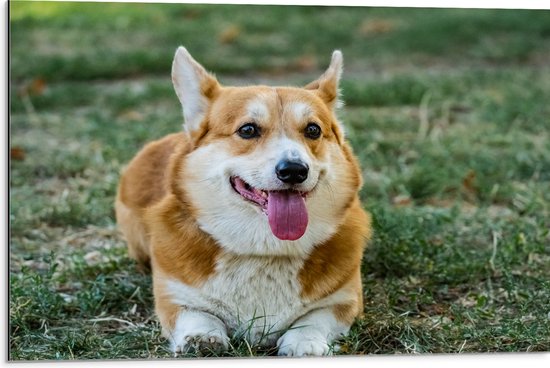 Dibond - Blije Corgi Hond met Uitstekende Tong in het Grasveld - 75x50 cm Foto op Aluminium (Wanddecoratie van metaal)