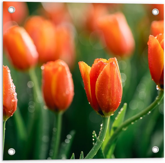 Tuinposter – Close-up van Oranje Tulpen in Landschap - 50x50 cm Foto op Tuinposter (wanddecoratie voor buiten en binnen)