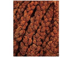 Franse trosgierst Rood (panicum) 500 gram