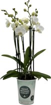 Papicco BASIC CHIC Mary - Orchidee - 5-tak - Phalaenopsis - Wit