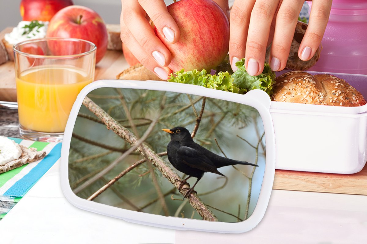 Broodtrommel Wit - Lunchbox - Brooddoos - Vogel - Merel - Takken - Dieren - 18x12x6 cm - Volwassenen
