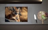 Inductieplaat Beschermer - Cartoon van Puma Liggend op Grijze Rots in Natuurgebied - 70x52 cm - 2 mm Dik - Inductie Beschermer van Vinyl
