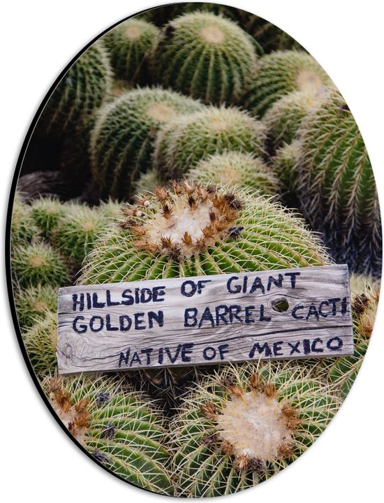 Dibond Ovaal - Cactussen - Planten - Tekst - Bordje - Hout - Kleuren - 21x28 cm Foto op Ovaal (Met Ophangsysteem)