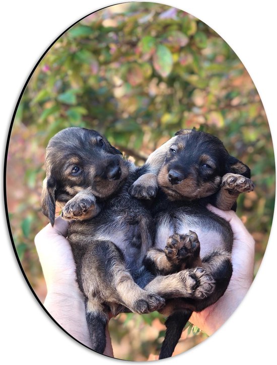 Dibond Ovaal - Kleine Bruin met Zwarte Puppy's in Mensenhand - 30x40 cm Foto op Ovaal (Met Ophangsysteem)