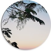 Dibond Muurcirkel - Bomen - Takken - Bladeren - Natuur - 50x50 cm Foto op Aluminium Muurcirkel (met ophangsysteem)