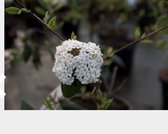 Viburnum burkwoodii - Sneeuwbal 50 - 60 cm in pot