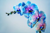 Fotobehang Kleurrijke Orchidee - Vliesbehang - 315 x 210 cm