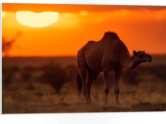 PVC Schuimplaat - Dromedaris in savanne met zonsondergang in de achtergrond - 75x50 cm Foto op PVC Schuimplaat (Met Ophangsysteem)