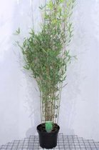 Fargesia denudata 'Xian 2 - Bamboe 80-100 cm in 5 liter pot