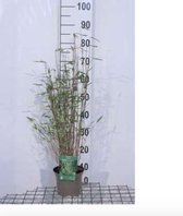 Fargesia nitida 'Gansu' - Bamboe 40-50 cm in 2 liter pot
