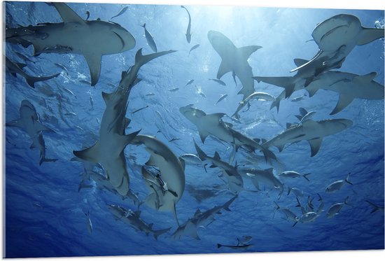 Acrylglas - Groep haaien zwemmen rond in de zee - 105x70 cm Foto op Acrylglas (Wanddecoratie op Acrylaat)