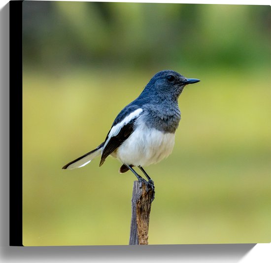 Canvas - Opzijkijkende Dayallijster Vogel op Top van Tak - 40x40 cm Foto op Canvas Schilderij (Wanddecoratie op Canvas)