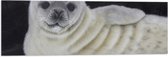 Vlag - Liggende Poserende Baby Zeehond - 90x30 cm Foto op Polyester Vlag