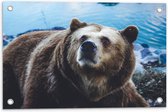 Tuinposter – Omhoogkijkende Grizzly Beer aan het Water - 60x40 cm Foto op Tuinposter (wanddecoratie voor buiten en binnen)