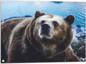 Tuinposter – Omhoogkijkende Grizzly Beer aan het Water - 80x60 cm Foto op Tuinposter (wanddecoratie voor buiten en binnen)