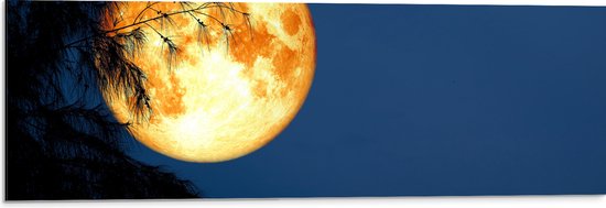 Dibond - Maan met Oranje Gloed achter Silhouet van Hoge Boom - 90x30 cm Foto op Aluminium (Wanddecoratie van metaal)